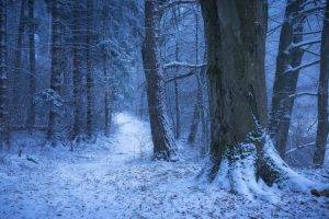 nature, Landscape, Winter, Germany, Forest, Snow, Path, Cold, Trees