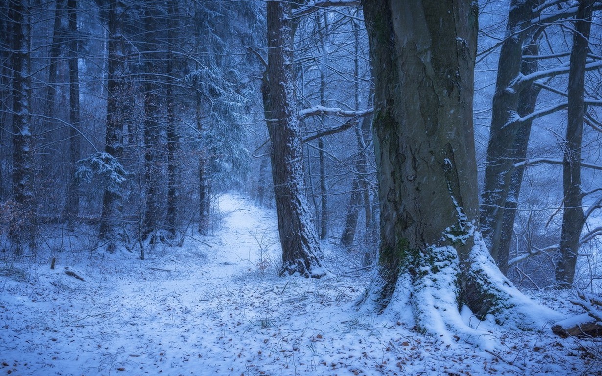 nature, Landscape, Winter, Germany, Forest, Snow, Path, Cold, Trees Wallpaper
