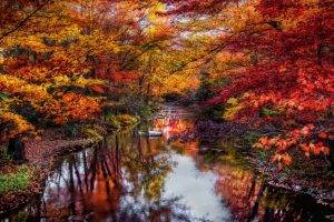 nature, Landscape, River, Leaves, Colorful, Trees, Fall, Water, Reflection, Foliage, Maine