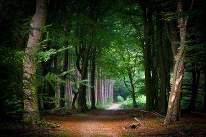 nature, Landscape, Fairy Tale, Path, Forest, Tunnel, Trees, Leaves, Green