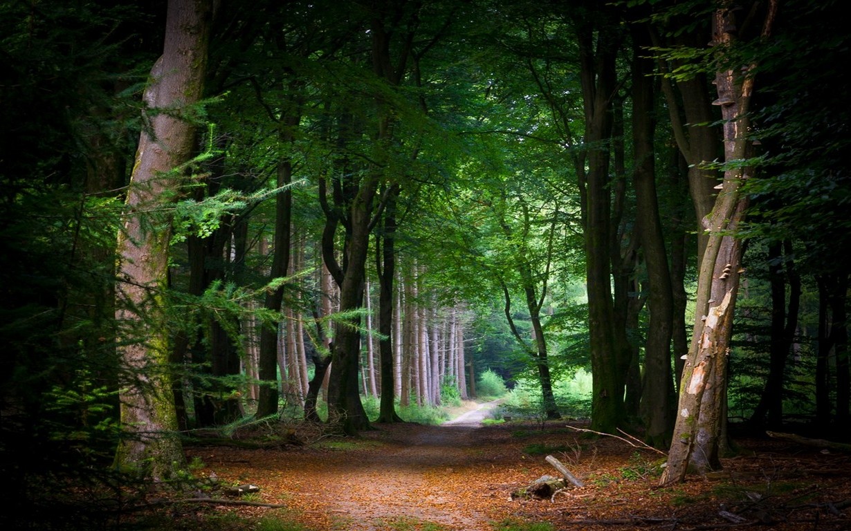 nature, Landscape, Fairy Tale, Path, Forest, Tunnel, Trees, Leaves, Green Wallpaper