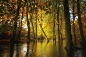 nature, Landscape, Forest, Creeks, Fall, Leaves, Trees, Water, Sunlight