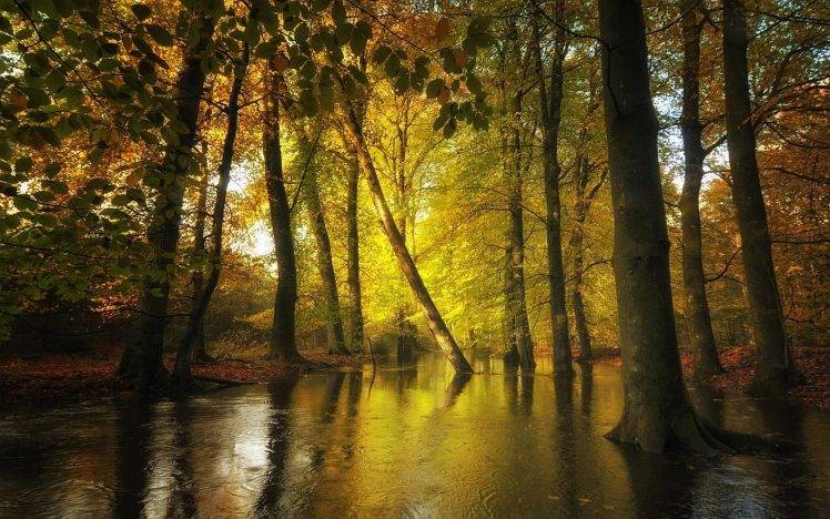 nature, Landscape, Forest, Creeks, Fall, Leaves, Trees, Water, Sunlight HD Wallpaper Desktop Background