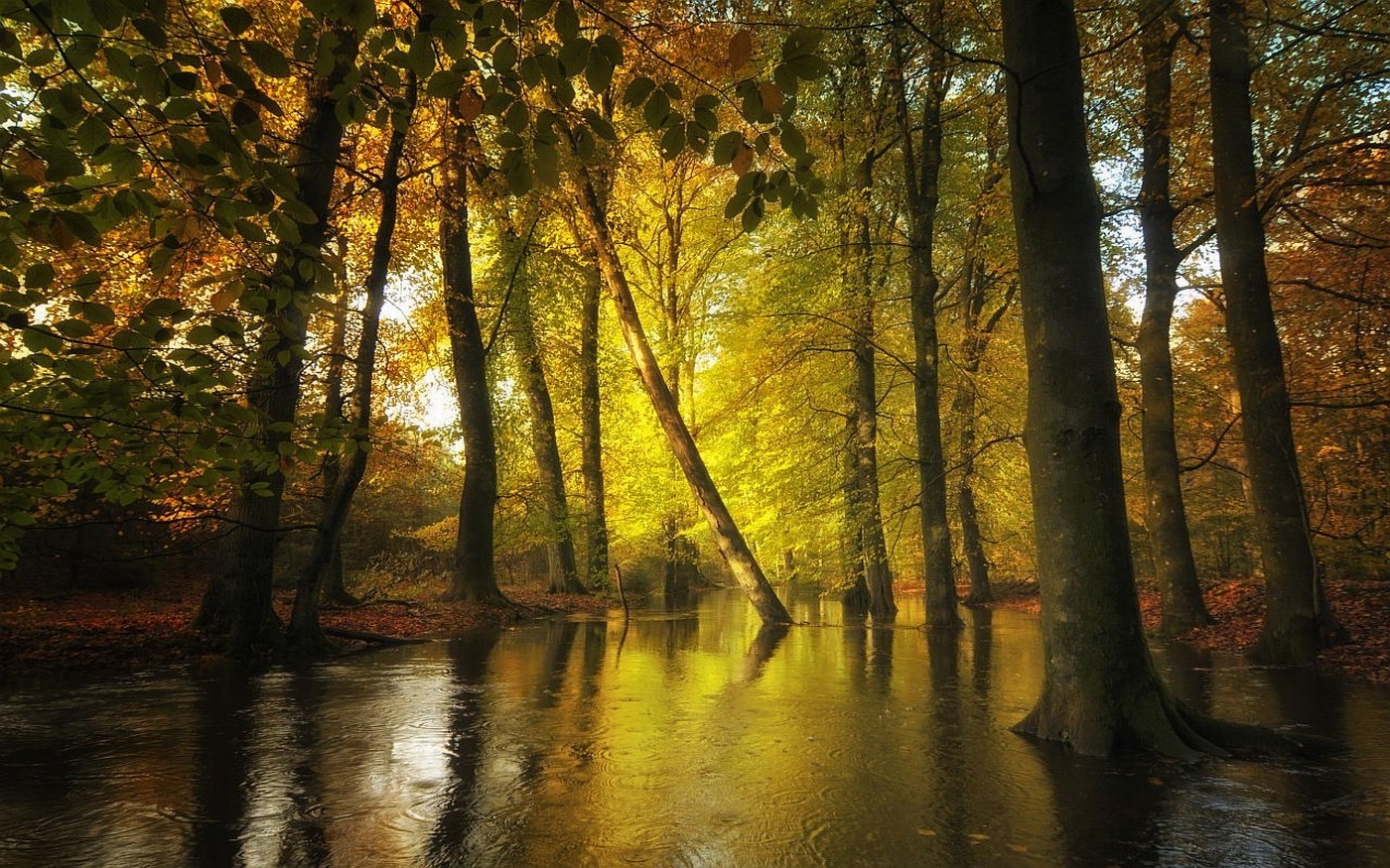 nature, Landscape, Forest, Creeks, Fall, Leaves, Trees, Water, Sunlight Wallpaper