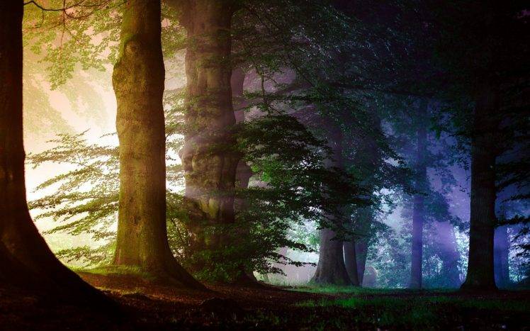 nature, Landscape, Atmosphere, Trees, Mist, Grass, Colorful HD Wallpaper Desktop Background