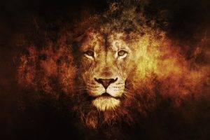 lion, Animals, Texture
