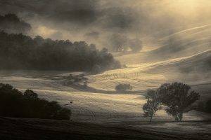 nature, Landscape, Mist, Morning, Trees, Field, Sunrise, Tuscany, Italy, Sunlight, Monochrome, Deer