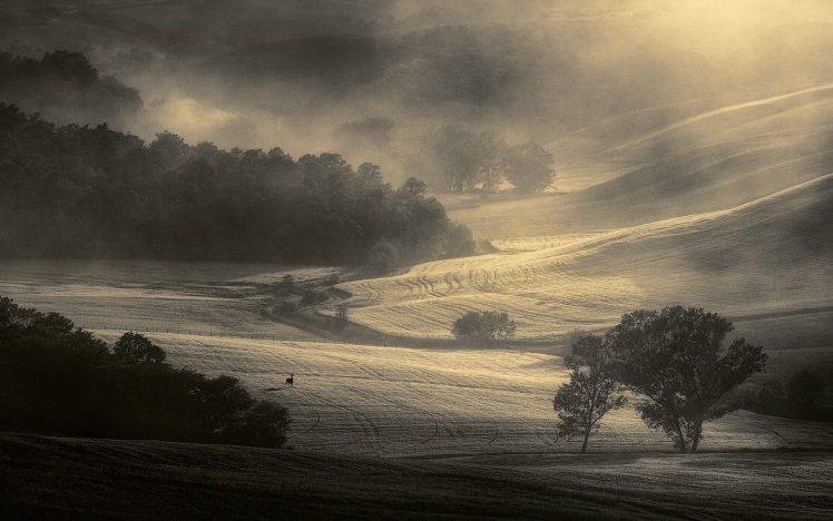 nature, Landscape, Mist, Morning, Trees, Field, Sunrise, Tuscany, Italy, Sunlight, Monochrome, Deer HD Wallpaper Desktop Background