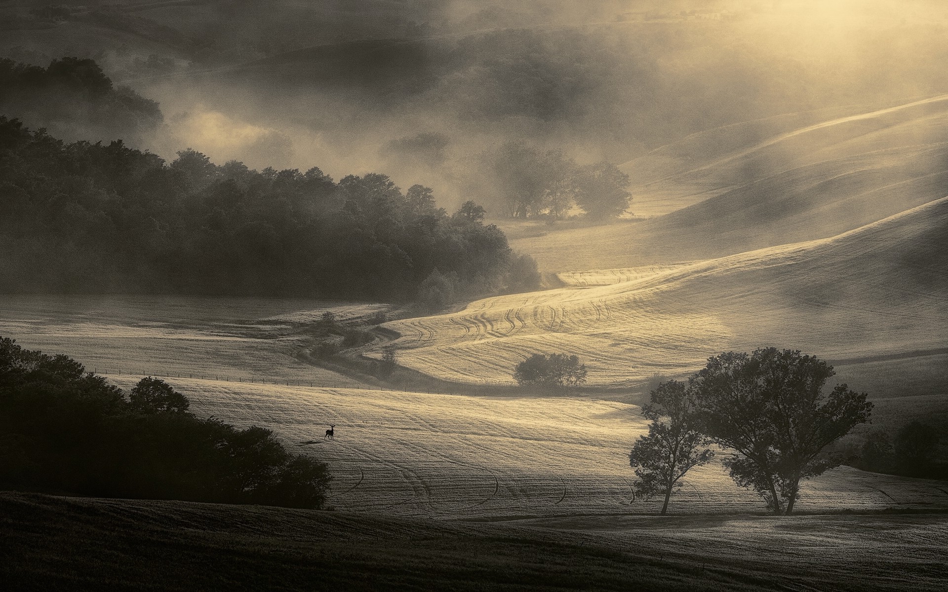 nature, Landscape, Mist, Morning, Trees, Field, Sunrise, Tuscany, Italy, Sunlight, Monochrome, Deer Wallpaper