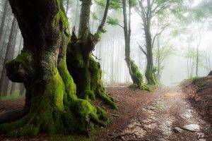 nature, Landscape, Mist, Path, Forest, Sunrise, Moss, Trees