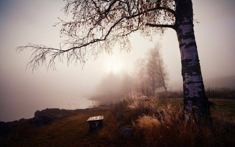nature, Landscape, Bench, Trees, Grass, Mist, Lake, Morning, Calm HD Wallpaper Desktop Background