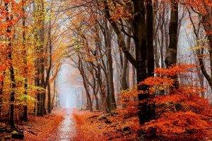 nature, Landscape, Fall, Forest, Leaves, Mist, Path, Trees