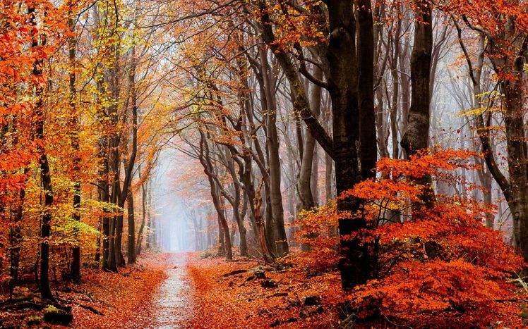 nature, Landscape, Fall, Forest, Leaves, Mist, Path, Trees HD Wallpaper Desktop Background