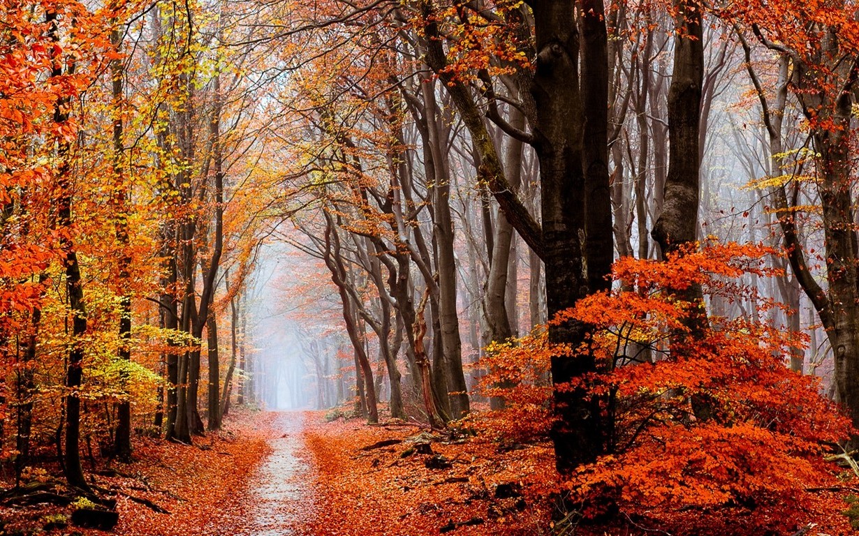 nature, Landscape, Fall, Forest, Leaves, Mist, Path, Trees Wallpaper