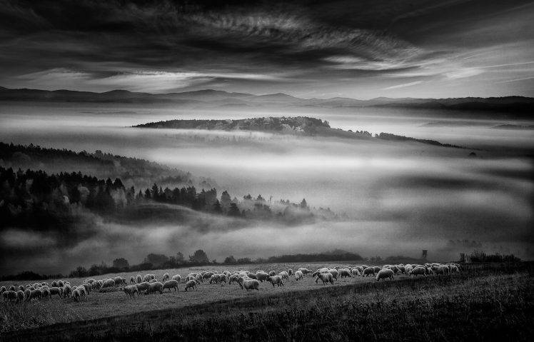 nature, Landscape, Sunrise, Monochrome, Mist, Sheep, Forest, Hill, Clouds, Grass HD Wallpaper Desktop Background