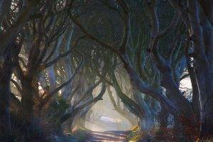 nature, Landscape, Fairy Tale, Road, Trees, Ireland, Mist, Morning, Shrubs, Sun Rays, Tunnel