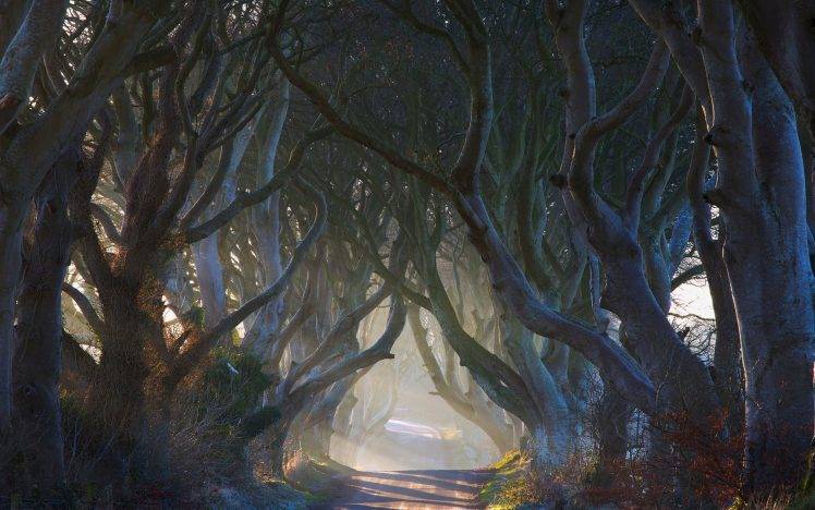 nature, Landscape, Fairy Tale, Road, Trees, Ireland, Mist, Morning, Shrubs, Sun Rays, Tunnel HD Wallpaper Desktop Background