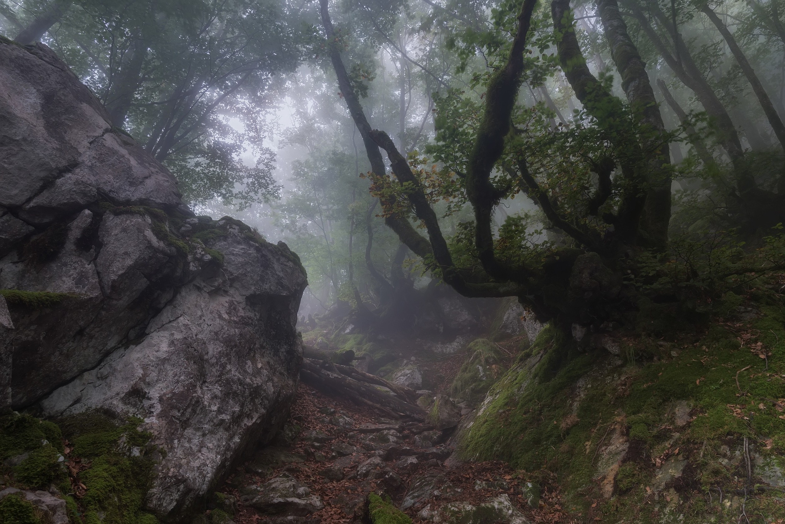 nature, Landscape, Path, Forest, Mist, Rock, Morning, Trees, Moss, Sunrise Wallpaper