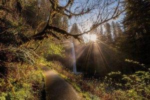 nature, Landscape, Forest, Waterfall, Path, Sun Rays, Shrubs, Trees, Sunrise, Oregon
