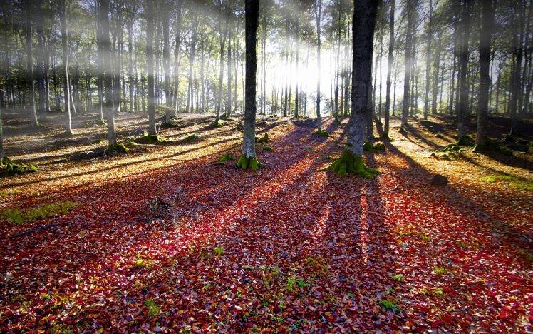 nature, Landscape, Sun Rays, Forest, Leaves, Fall, Mist, Trees, Moss HD Wallpaper Desktop Background