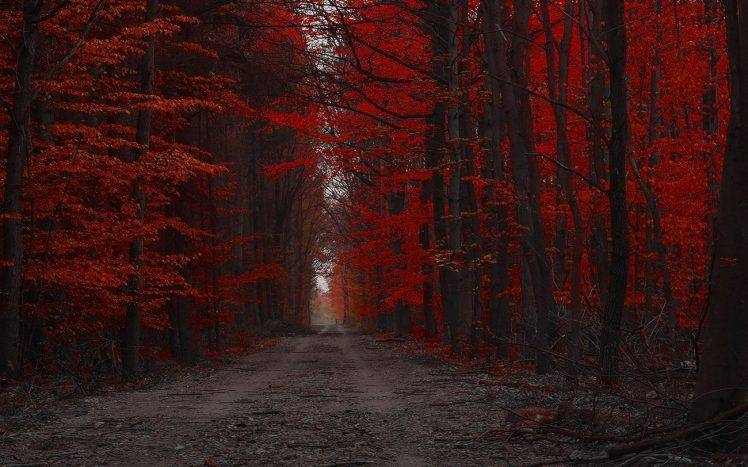 Red Forest Nature Path Trees Landscape Fall Dirt Road