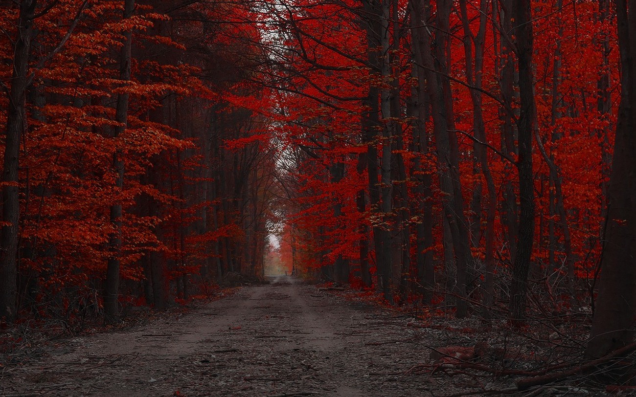 red, Forest, Nature, Path, Trees, Landscape, Fall, Dirt Road Wallpaper