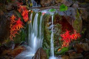 waterfall, Nature, Colorful, Leaves, Moss, Red, Landscape