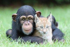 chimpanzees, Lynx, Animals, Nature, Baby Animals, Face, Looking At Viewer, Grass