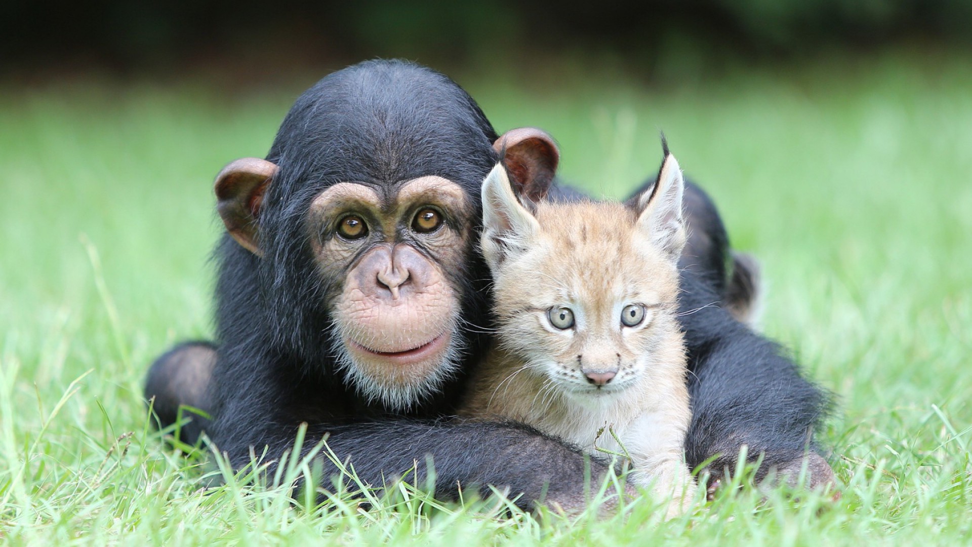 chimpanzees, Lynx, Animals, Nature, Baby Animals, Face, Looking At Viewer, Grass Wallpaper