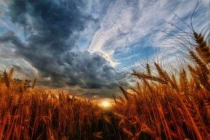 nature, Landscape, Wheat, Sunset, Sky, Clouds, Field