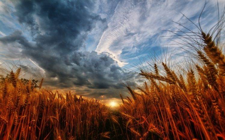 nature, Landscape, Wheat, Sunset, Sky, Clouds, Field HD Wallpaper Desktop Background