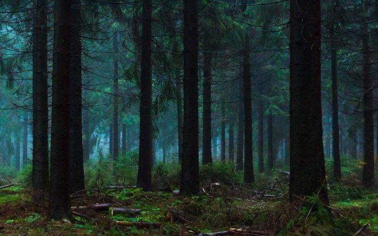 nature, Landscape, Blue, Mist, Forest, Shrubs, Morning, Trees, Fairy Tale HD Wallpaper Desktop Background