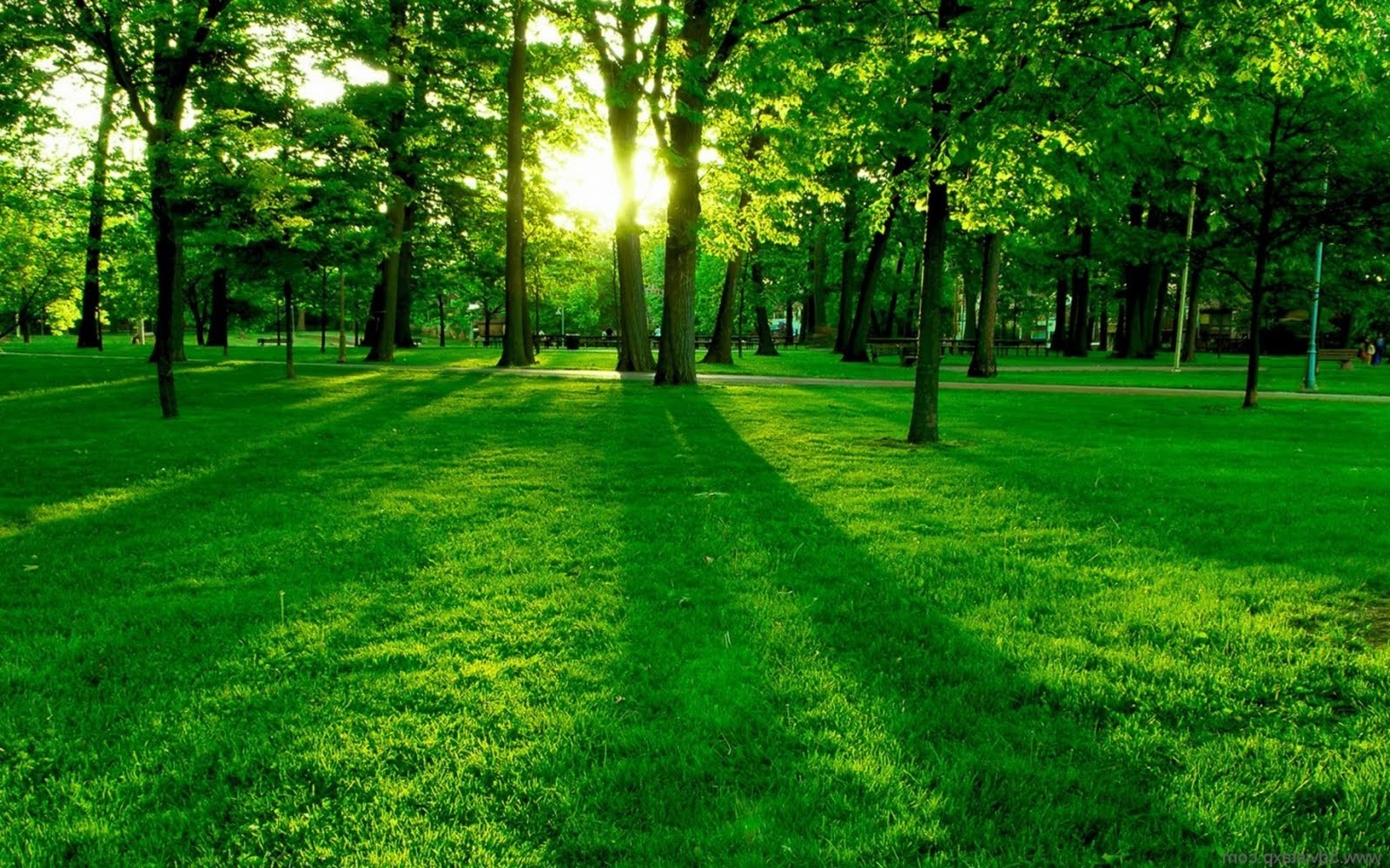 grass backdrop