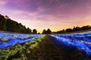 nature, Landscape, Trees, Forest, Grass, Field, Plants, Clouds, Blue, Light Trails, Night, Stars, Long Exposure, Sky