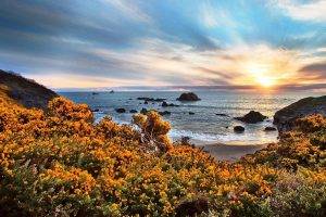 nature, Landscape, Beach, Wildflowers, Sunset, Sea, Rock, Sand, Sky, Clouds, Oregon, Yellow, Blue