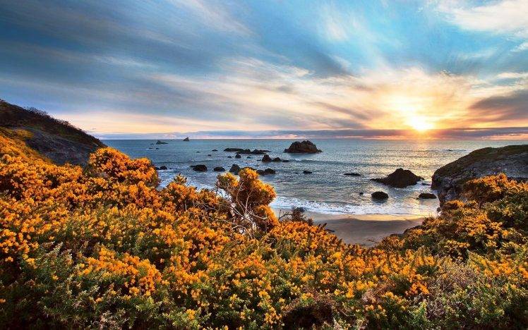 nature, Landscape, Beach, Wildflowers, Sunset, Sea, Rock, Sand, Sky, Clouds, Oregon, Yellow, Blue HD Wallpaper Desktop Background
