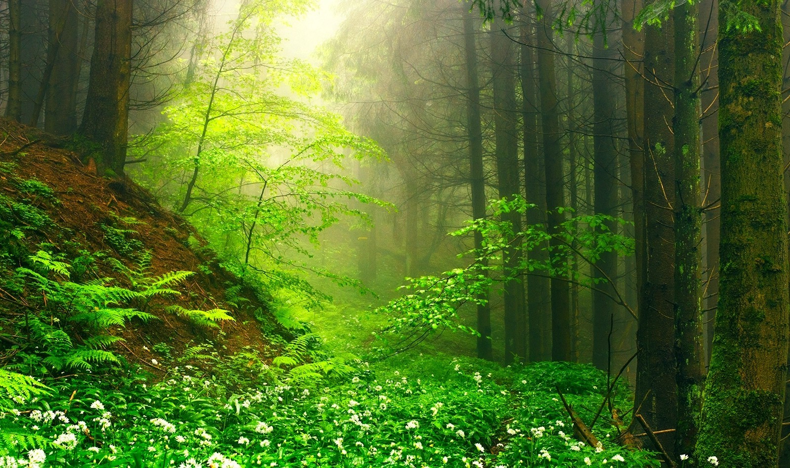 Nature Landscape Green Mist Forest Wildflowers Moss Path