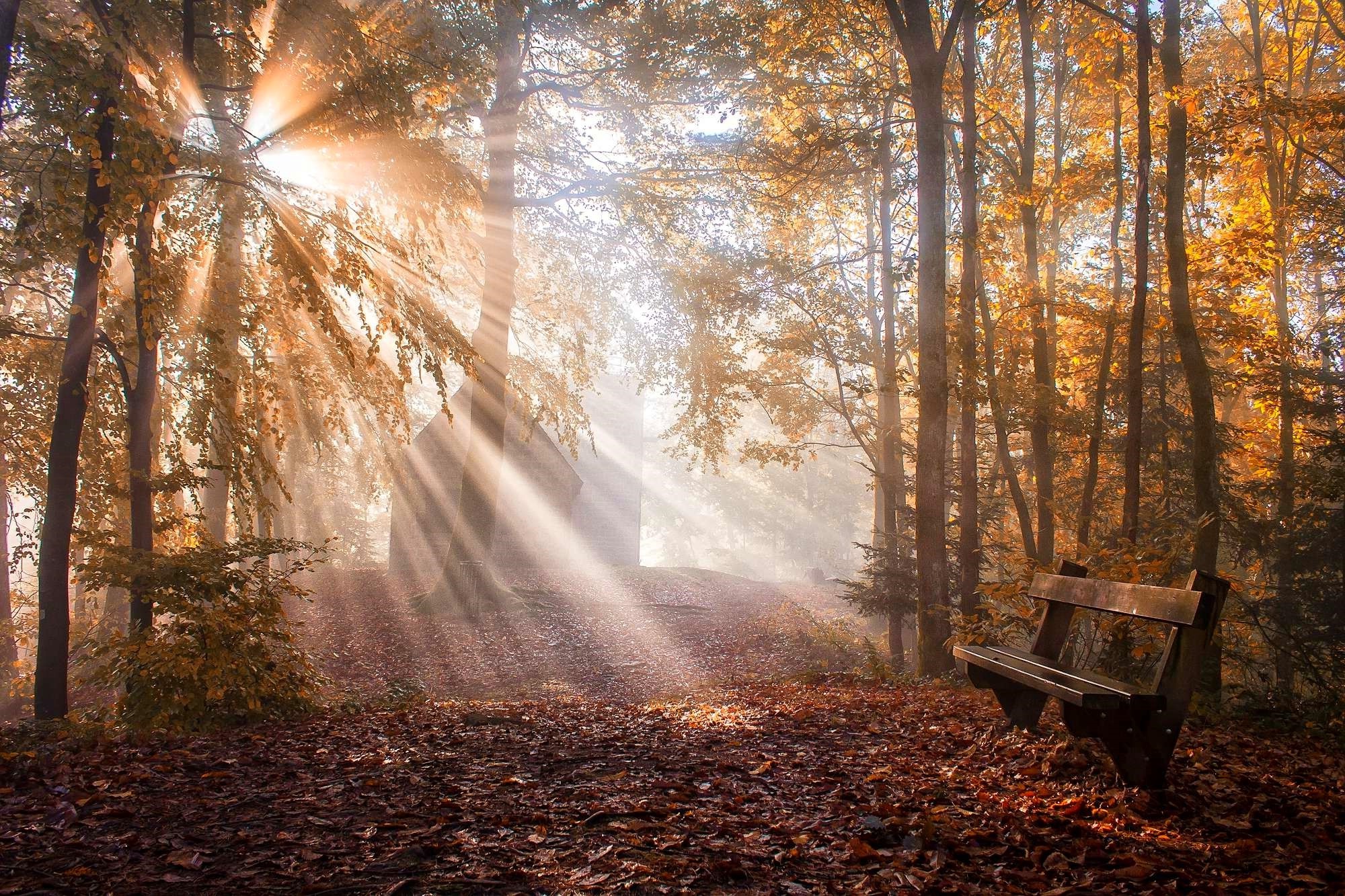Nature Landscape Park Bench Leaves Sun Rays Fall Trees Mist