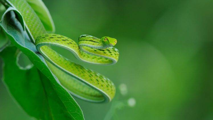 nature, Trees, Leaves, Animals, Snake, Macro, Closeup, Green, Depth Of Field HD Wallpaper Desktop Background