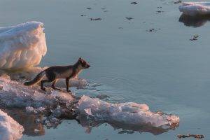 animals, Arctic Fox