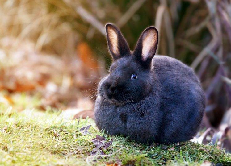 animals, Rabbits HD Wallpaper Desktop Background