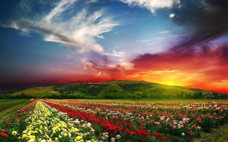 nature, Landscape, Sunset, Clouds, Flowers HD Wallpaper Desktop Background