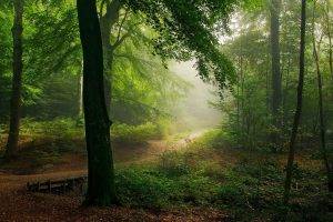 nature, Landscape, Path, Forest, Mist, Shrubs, Morning, Trees