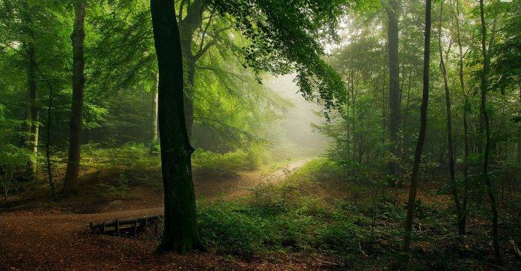 nature, Landscape, Path, Forest, Mist, Shrubs, Morning, Trees HD Wallpaper Desktop Background