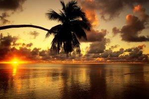 sunset, Nature, Palm Trees