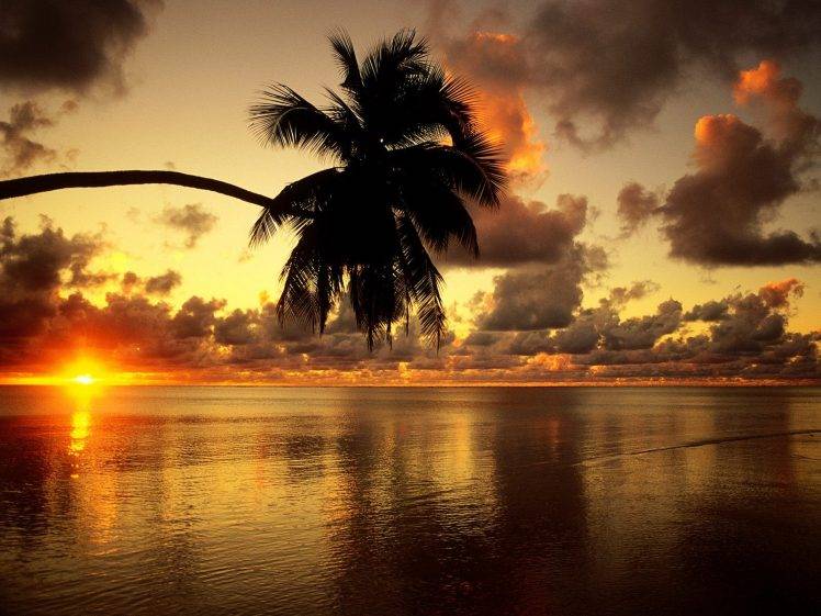 sunset, Nature, Palm Trees HD Wallpaper Desktop Background
