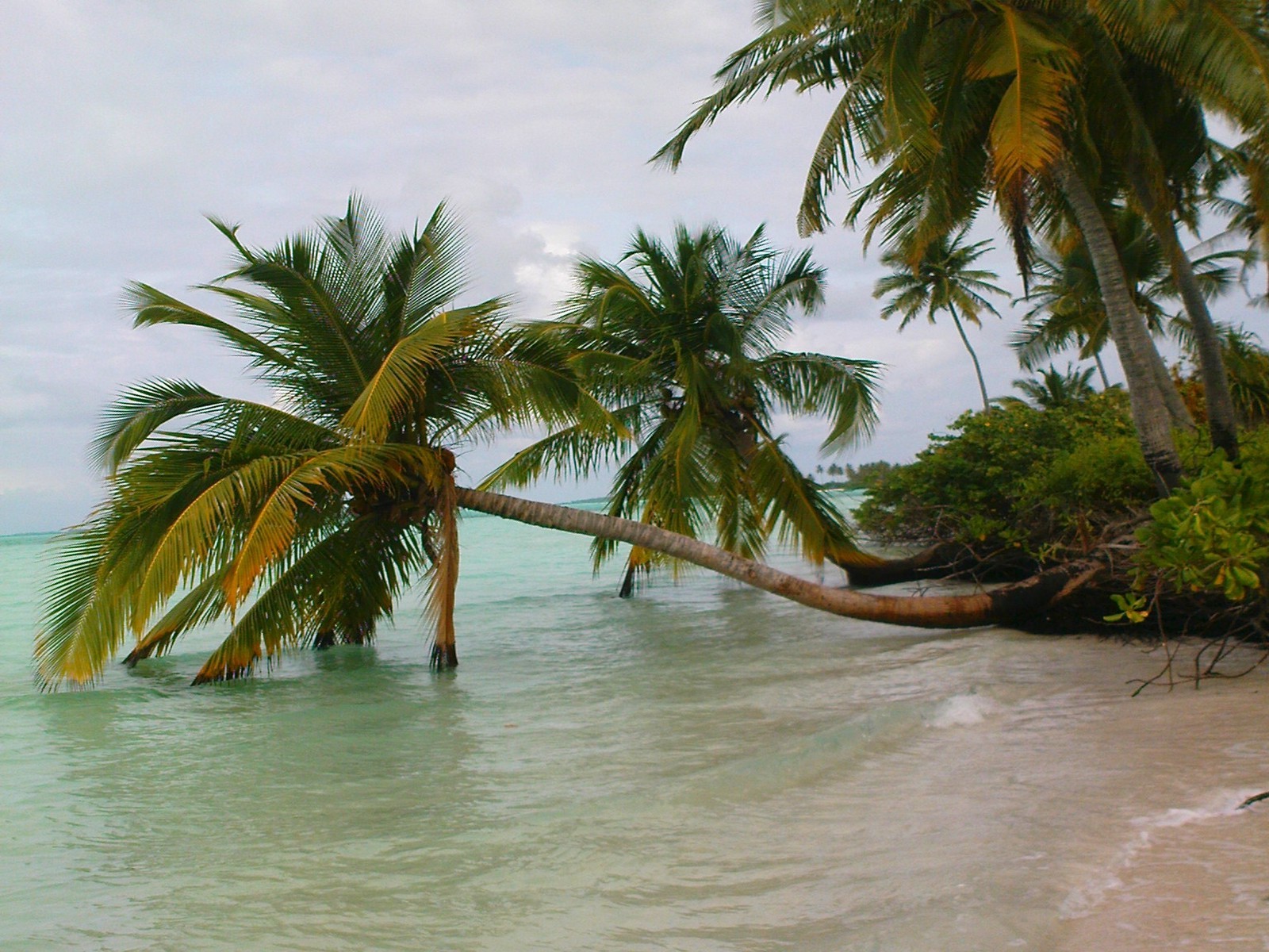 nature, Landscape, Maldives, Palm Trees, Beach, Sea, Sand, Tropical, Clouds, Island Wallpaper
