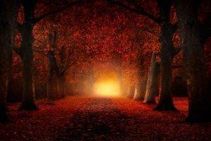 nature, Landscape, Fall, Atmosphere, Leaves, Path, Trees, Mist, Daylight, Road, Red, Tunnel