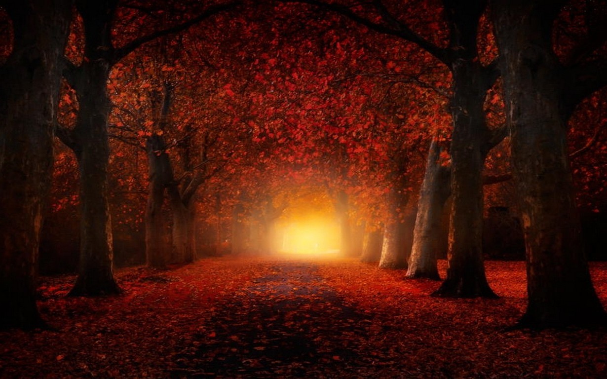 nature, Landscape, Fall, Atmosphere, Leaves, Path, Trees, Mist, Daylight, Road, Red, Tunnel Wallpaper