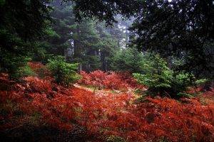 nature, Landscape, Fall, Mist, Forest, Shrubs, Ferns, Trees